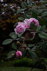Roses