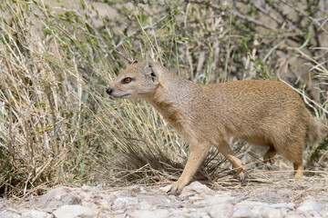Kgalagadi Transfrontier National Park, South Africa: Yellow mongoose
