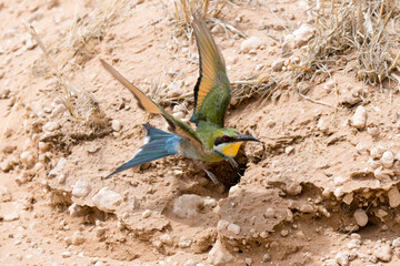 Fototapeta na wymiar Kgalagadi Transfrontier National Park, South Africa: Swallow-tailed bee-eater
