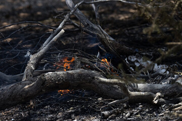 Kgalagadi Transfrontier National Park, South Africa: aftermath of veld (bush) fire caused by lightning