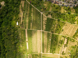 Drone / Aerial top down - fields of the Rheingau close to Freudenberg Wiesbaden, Hessen Germany