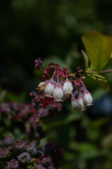 Blueberry - Vaccinium corymbosum 