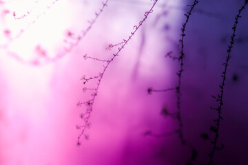 Dried wild plants hanging in the pink and white background. Soft and warm winter snow backdrop with space for texts and designs.