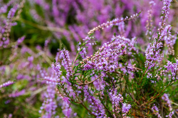 Die Lüneburger Heide in voller Blüte in dem Gebiet um Bispingen, Wilseder Berg, Totengrund