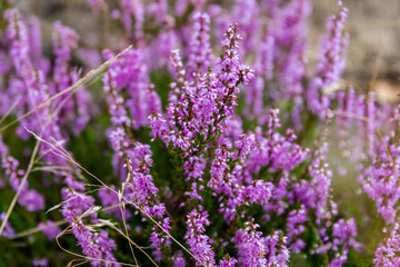 Die Lüneburger Heide in voller Blüte in dem Gebiet um Bispingen, Wilseder Berg, Totengrund