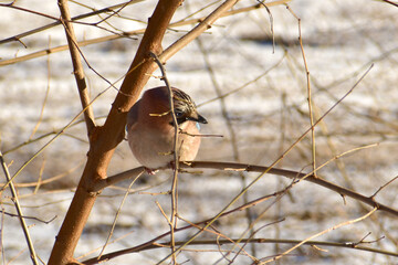 A jay sits on a thin branch of a tree, turning its head to one side.