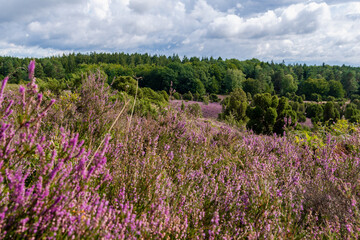 Die Lüneburger Heide in voller Blüte in dem Gebiet um Bispingen, Wilseder Berg, Totengrund