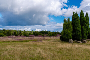 Die Lüneburger Heide in voller Blüte in dem Gebiet um Bispingen, Wilseder Berg, Totengrund