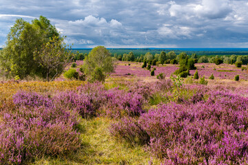 Fototapeta na wymiar Die Lüneburger Heide in voller Blüte in dem Gebiet um Bispingen, Wilseder Berg, Totengrund