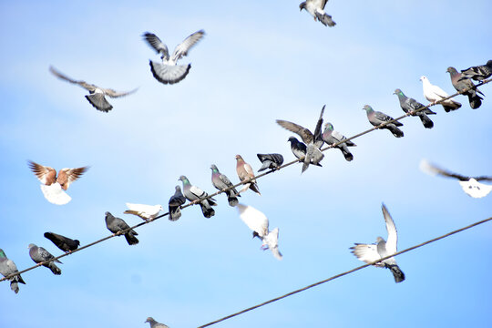 A flock of pigeons resting on wires high above the ground under a blue sky.
