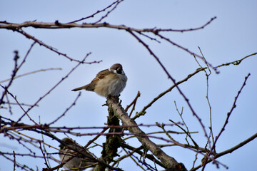 A lone sparrow sits at the top end of a branch.