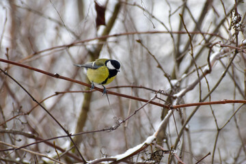 A titmouse sits on a tree branch and examines something on the ground.