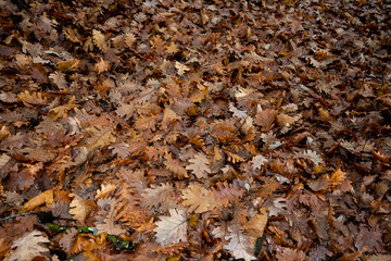 Carpet of leaves in the forest. Dried leaves in the forest. Texture.
