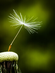 dandelion seeds on green