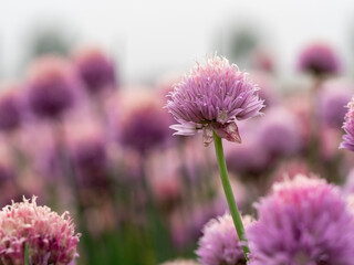 flovers of chives