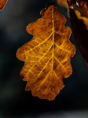 autumn oak leaf 