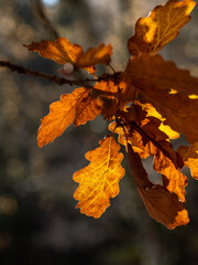 autumn leaves on a tree