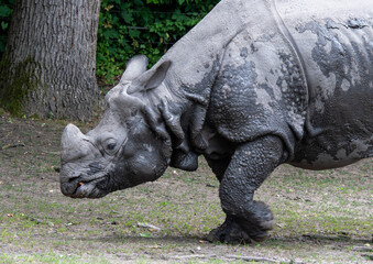 Fototapeta premium A rhinoceros walking in the Nyiregyhaza Zoo