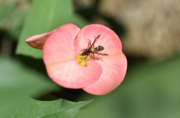 Avispa negra sobre flor