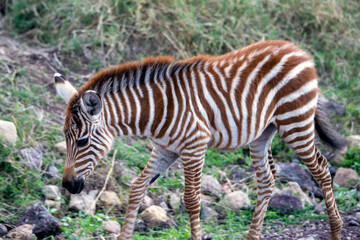 Fototapeta na wymiar wild african animals