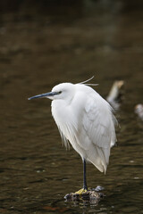 Little egret in a pond, Beddington, Surrey, UK