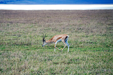 wild african animals