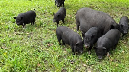 Funny black pig walkin on green grass. Animal family on farm. Nature background. Adult and kid pet portrait. Altai mountain region. Russian Siberia. Slow video