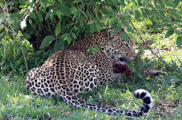 Leopard in the shade of trees