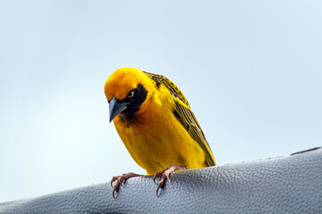 yellow and green parrot