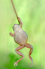 Europaean tree frog Hyla arborea from water onto dry reed-mace leaf in natural background