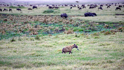 deer in the meadow