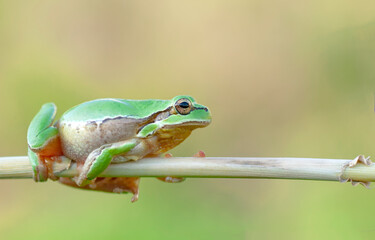 Europaean tree frog Hyla arborea from water onto dry reed-mace leaf in natural background
