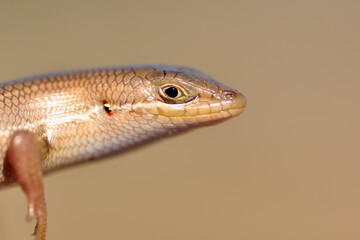 Closeup  Beautiful lizard in the garden