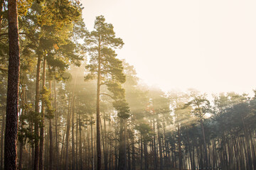 morning in the forest