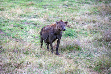 wild boar in the wild