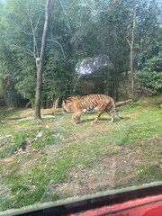 tiger in the jungle