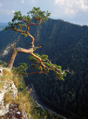 Pine on Sokolica Mountain, Pieniny Mountains, Poland