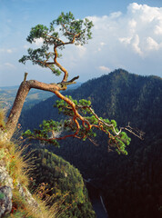 Pine on Sokolica Mountain, Pieniny Mountains, Poland