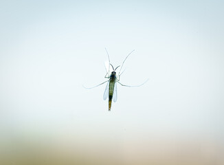 Mosquito seen through the glass. Mosquito born diseases concept.