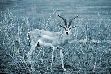 African wild animals in Tanzania
