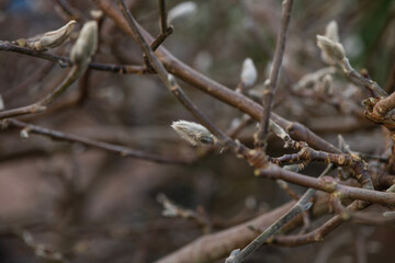 Spring, flourishes plants