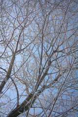 snow-covered tree branches and blue cloudless winter sky