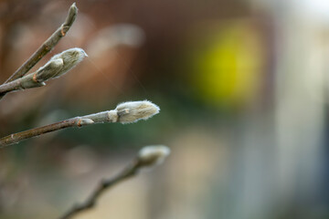 Spring, flourishes plants