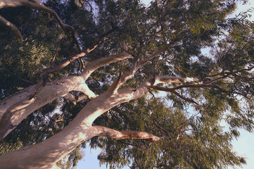 Very large eucalyptus trees in the park on a sunny day