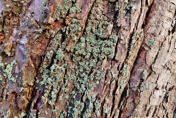 Baumrinde mit Flechte