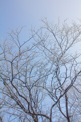 snow-covered tree branches and blue cloudless winter sky