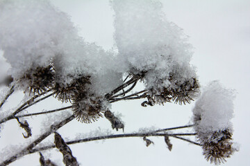 Dry thorny burdock seeds covered with caps of freshly fallen snow