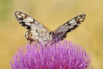 Macro shots, Beautiful nature scene. Closeup beautiful butterfly sitting on the flower in a summer garden.