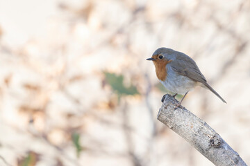 Robin (Erithacus rubecula). Bird in family Turdidae, photographed in Abruzzo, Italy