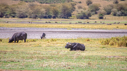 African wild animals in Tanzania